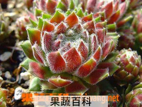 果蔬百科长生草图片 多肉长生草怎么养