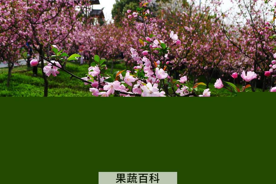 果蔬百科垂丝海棠图片 垂丝海棠栽培养殖方法