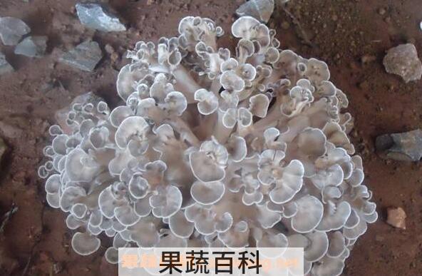 天花菌的功效和作用 天花菌的禁忌