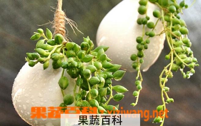 果蔬百科珍珠吊兰养殖方法及栽培注意事项