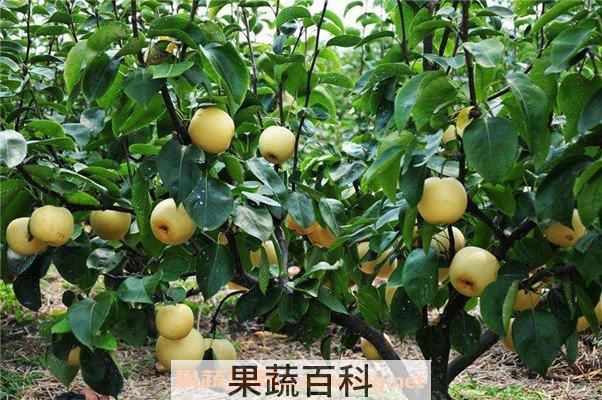 梨酵素