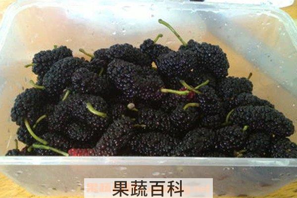 桑子酒