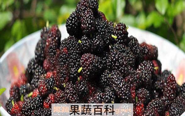 桑子泡酒的功效与作用 女人喝桑子酒的功效