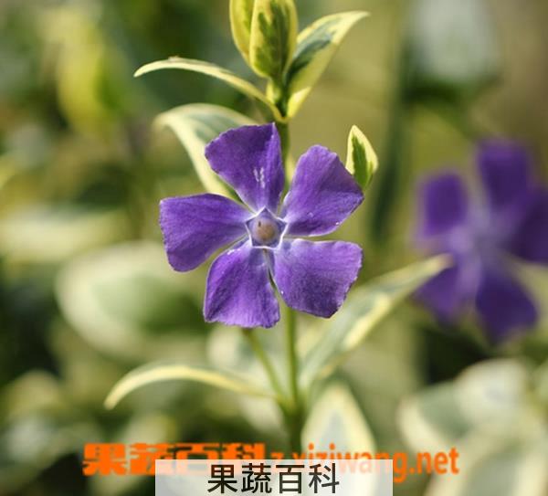 果蔬百科花叶蔓长春花有毒吗