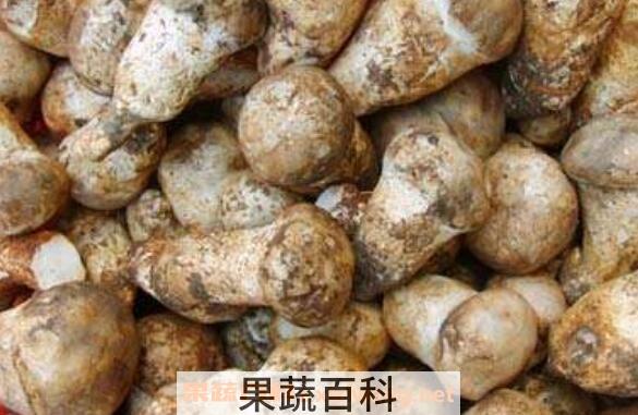 老人头菌怎么吃 老人头菌的做法教程
