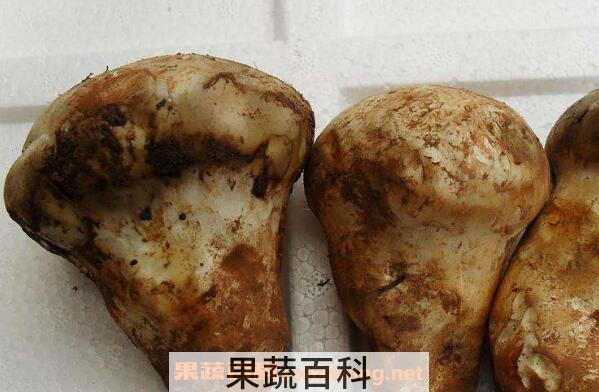 老人头菌怎么吃 老人头菌的做法教程