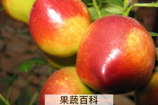 油桃酵素