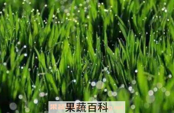 小麦苗汁的功效与作用 小麦苗汁喝了副作用