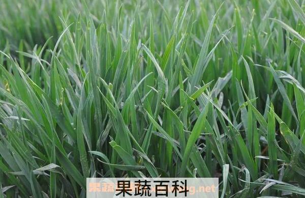 小麦苗汁的功效与作用 小麦苗汁喝了副作用