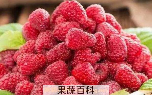 白酒泡树莓的功效与作用