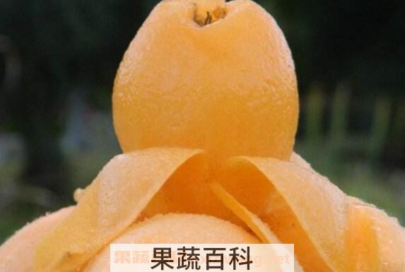 枇杷怎么吃 枇杷的正确食用方法