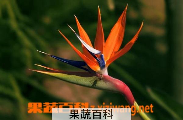 果蔬百科鹤望兰的种植要点及栽培技术