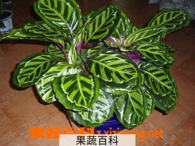 果蔬百科袖珍也门铁的养殖方法和注意事项
