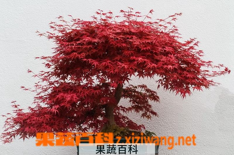 果蔬百科鸡爪槭的养殖方法