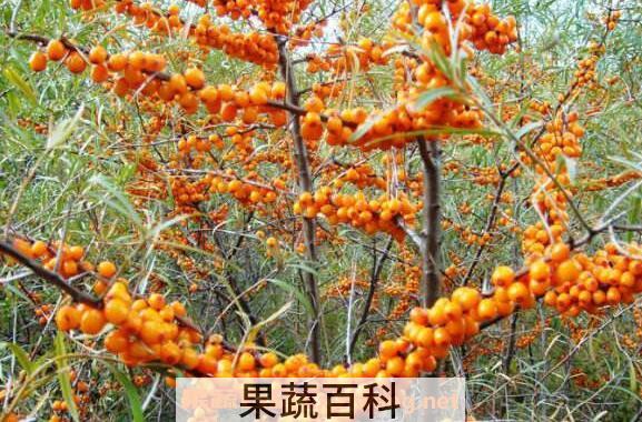 沙棘果酒怎么做 沙棘果酒的制作方法