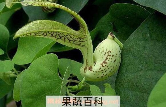 马兜铃的功效与作用 马兜铃的副作用