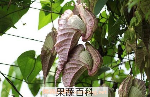 马兜铃的功效与作用 马兜铃的副作用