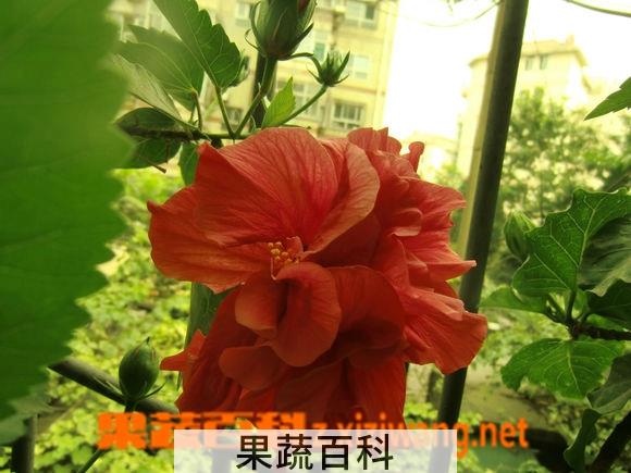 果蔬百科怎样嫁接扶桑花