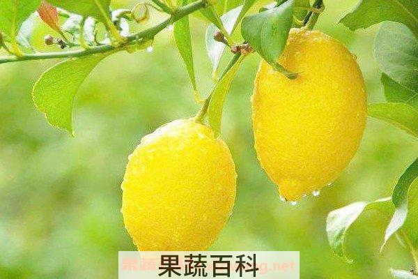 柠檬