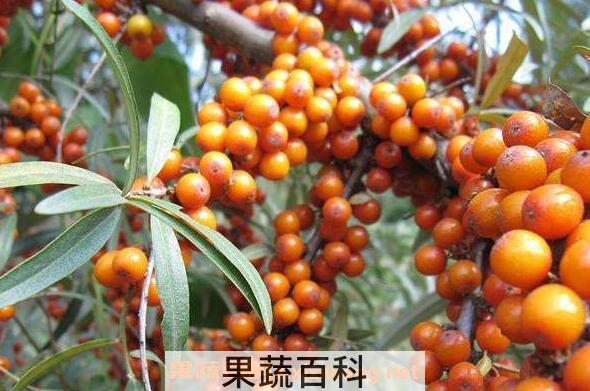 沙棘酒的功效与作用 喝沙棘酒的好处