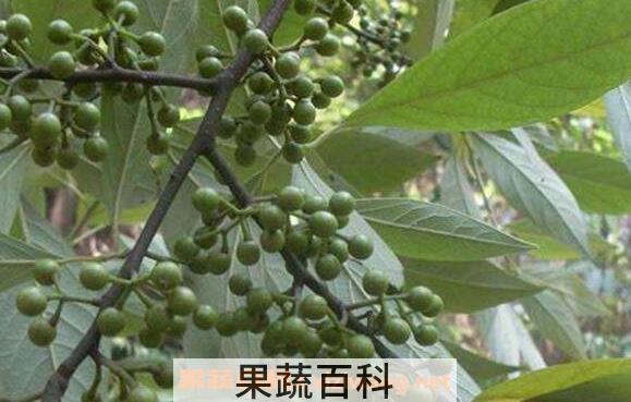 木姜子和山胡椒的区别 木姜子的功效与作用