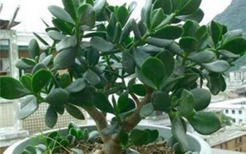 玉树的养殖方法和注意事项玉树开花吗 玉树的养殖方法和注意事项有哪些