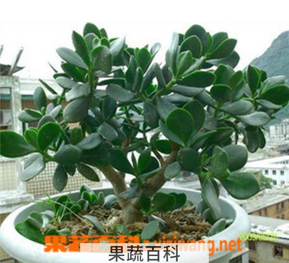 果蔬百科玉树的养殖方法和注意事项