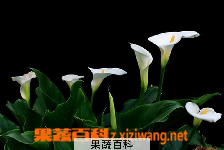 果蔬百科马蹄莲的养殖方法和注意事项