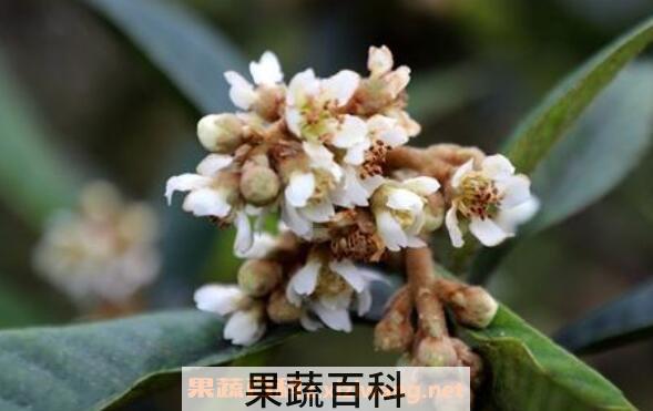 什么人不可以喝枇杷花 枇杷花的禁忌
