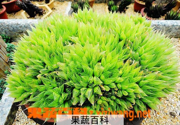 果蔬百科火龙果盆栽的养殖方法和注意事项