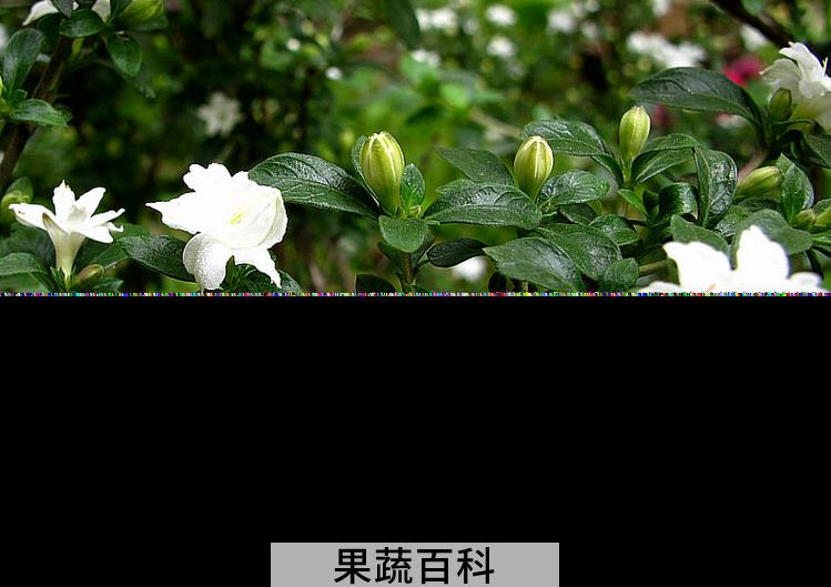 果蔬百科六月雪的种植要点及栽培技术