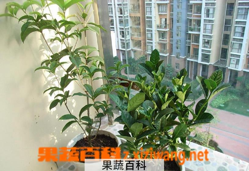 果蔬百科怎样嫁接桂花