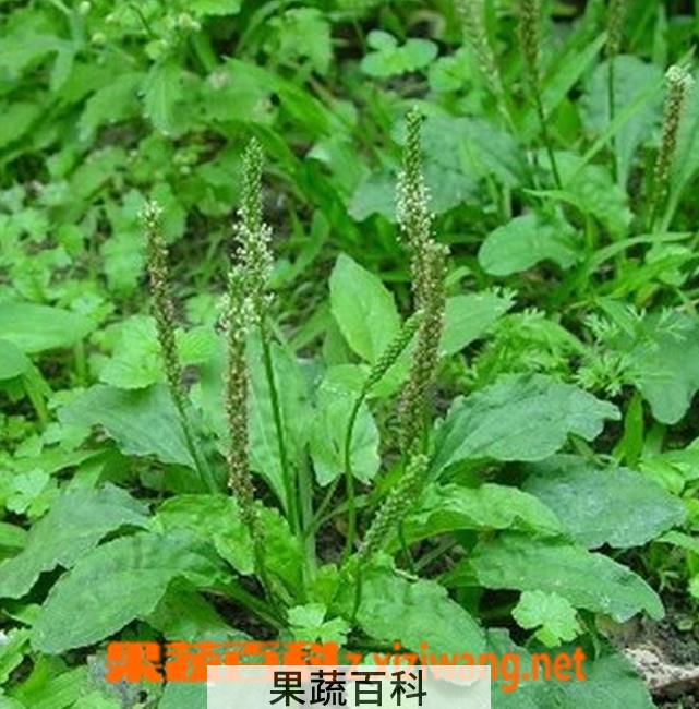 果蔬百科车前草的养殖方法
