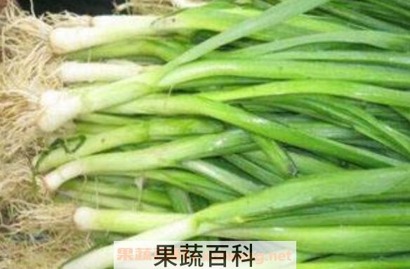 青蒜苗怎么做好吃 青蒜苗的营养价值