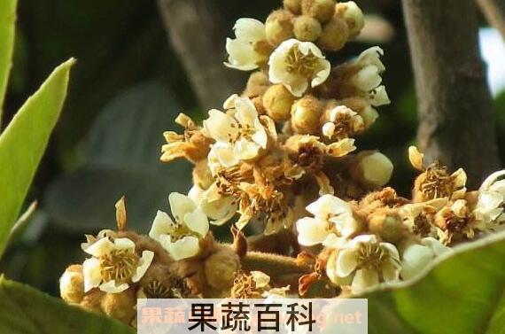 枇杷花怎么吃 枇杷花怎么煮水止咳