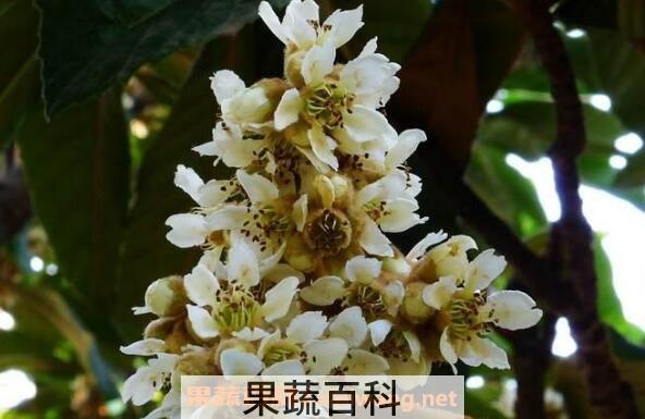 枇杷花怎么吃 枇杷花怎么煮水止咳