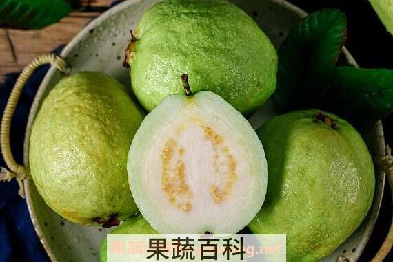 番石榴怎么吃 番石榴的正确食用方法