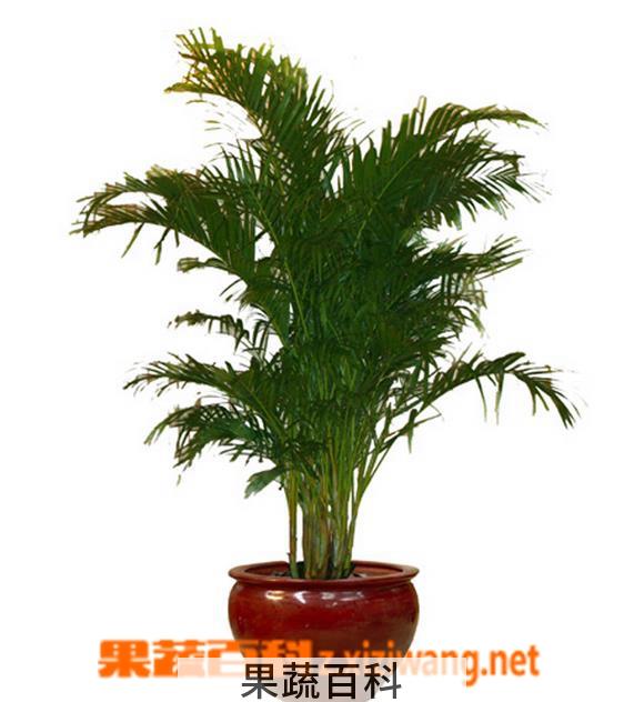 果蔬百科凤尾竹怎么养 叶子发黄怎么办