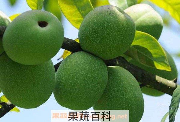 野木瓜片