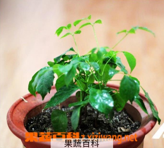 果蔬百科绿宝树的养殖方法和注意事项