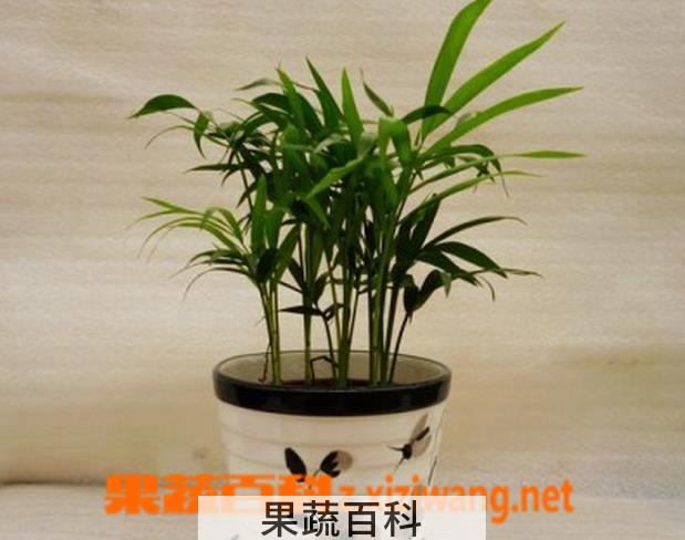 果蔬百科袖珍椰子树的养殖方法和注意事项