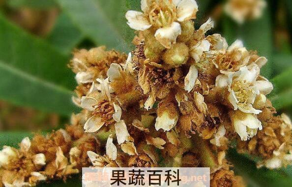 枇杷花的功效与作用 枇杷花的副作用
