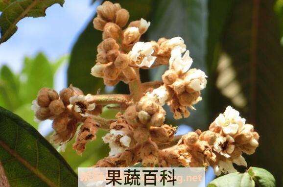 枇杷花的功效与作用 枇杷花的副作用