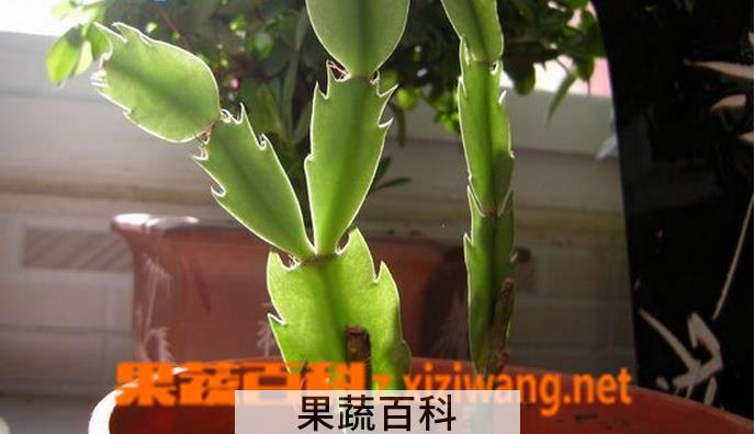 果蔬百科怎样嫁接蟹爪兰