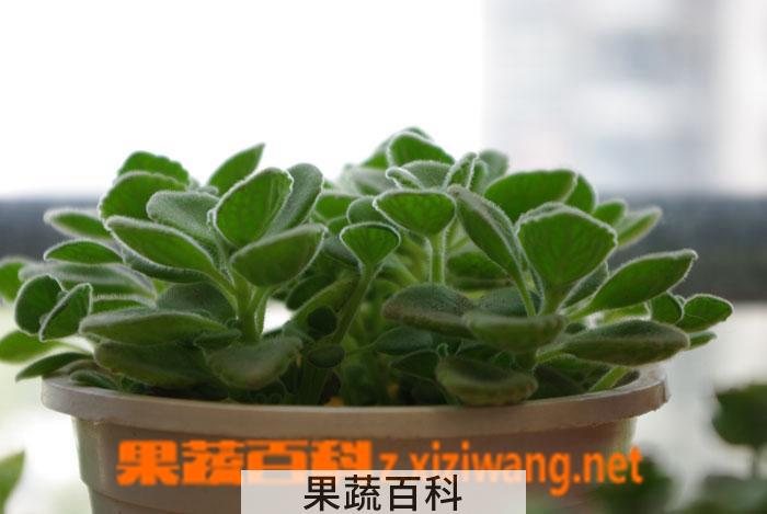 果蔬百科碰碰香叶子发黑怎么办