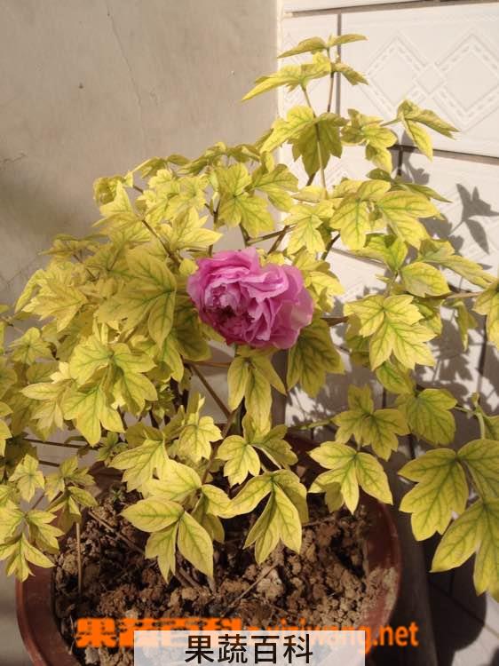 果蔬百科牡丹花叶子蔫了怎么办