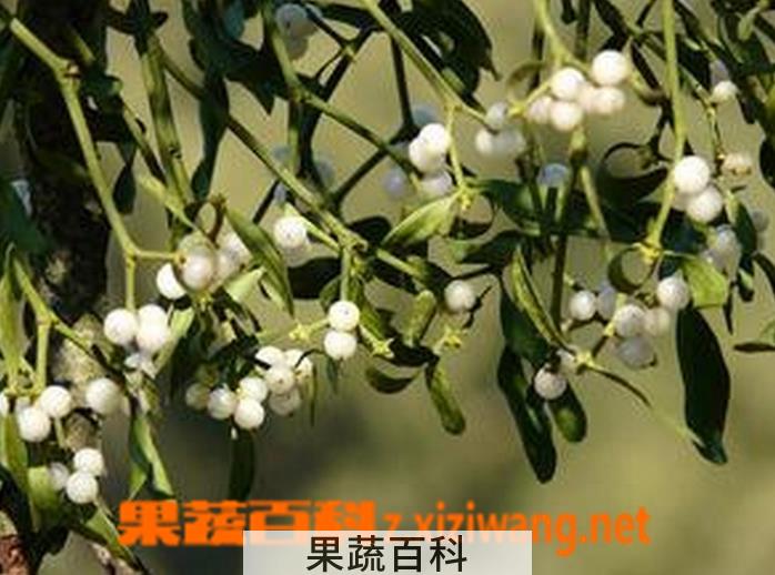 果蔬百科榭寄生养殖方法及注意事项