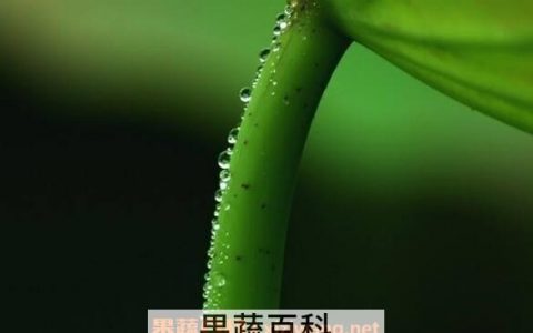 荷叶梗有什么功效 荷叶梗的功效与作用及禁忌