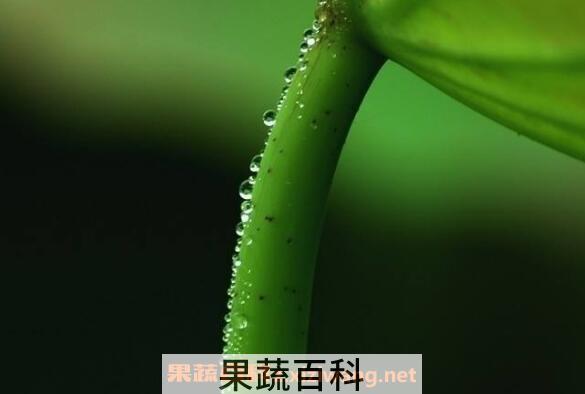 荷叶梗的功效与作用 荷叶梗的副作用