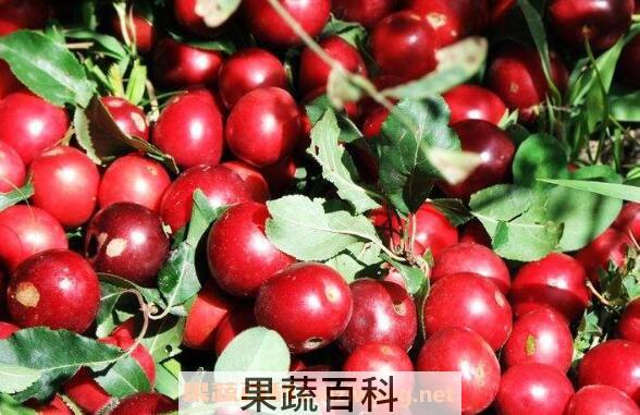 野酸梅的功效和作用